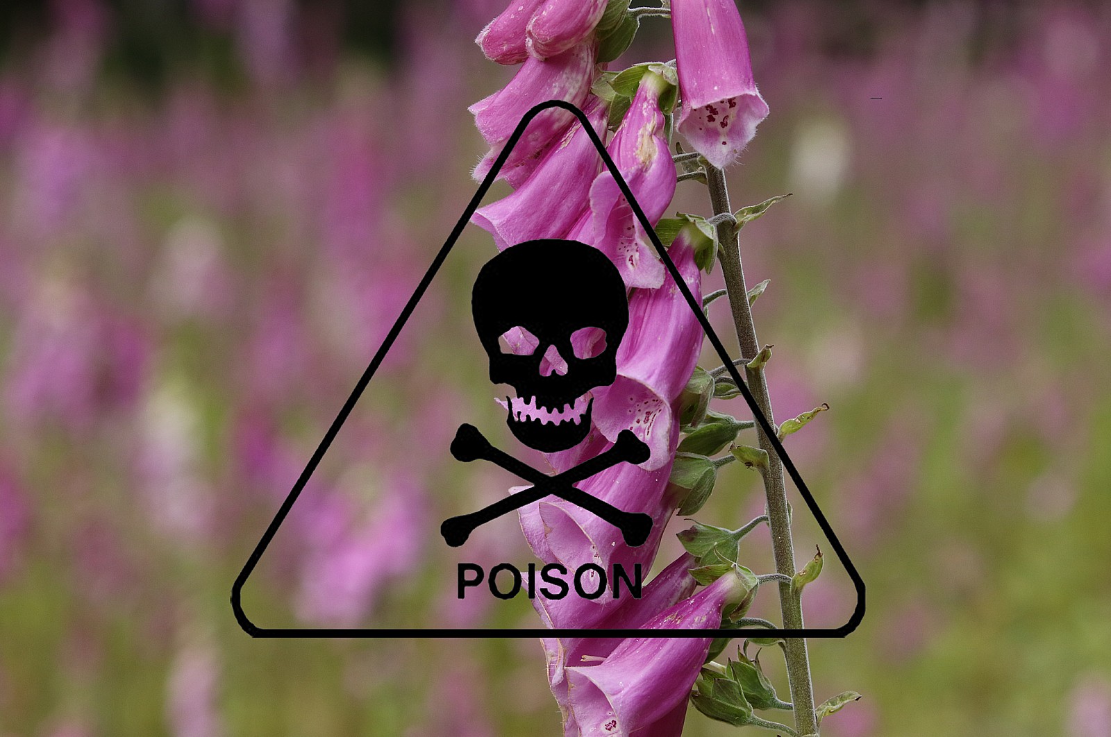 Foxglove is highly poisonous.